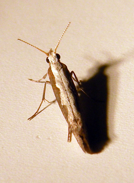 farfalletta bianca : Plutella xylostella